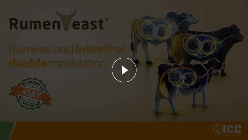 Watch the video and discover RumenYeast®'s benefits